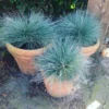 Kék Csenkesz › Festuca Glauca › Blue Select - Image 2