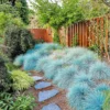 Kék csenkesz- Festuca Glauca- Blue select