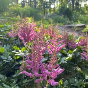 Kínai tollbuga › Astilbe Chinesis › Lilac Rose
