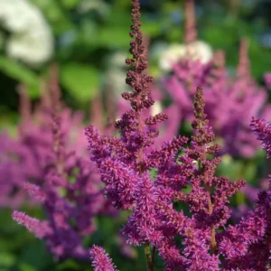 Kínai tollbuga › Astilbe Chinesis › Lilac Rose