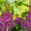 Kínai tollbuga › Astilbe Chinesis › Lilac Rose - Image 5