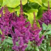Kínai tollbuga › Astilbe Chinesis › Lilac Rose - Image 3