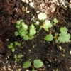 Kínai tollbuga › Astilbe Chinesis › Palánta