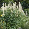 Koreai Menta › Agastache Rugosa › Albiflora