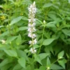 Koreai Menta › Agastache Rugosa › Albiflora - Image 4