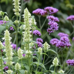 Koreai Menta › Agastache Rugosa › Albiflora