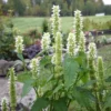 Koreai Menta › Agastache Rugosa › Albiflora - Image 5