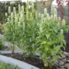 Koreai Menta › Agastache Rugosa › Albiflora
