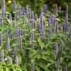 Koreai Menta › Agastache Rugosa › Blue Spike - Image 4