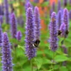Koreai Menta › Agastache Rugosa › Blue Spikes