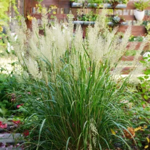 Koreai Nádtippan › Calamagrostis brachytricha