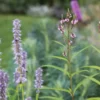 Lándzsalevelű Verbéna › Verbena hastata › Pink Spires
