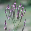 Lándzsalevelű Verbéna › Verbena hastata › Pink Spires