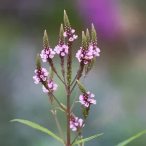 Lándzsalevelű Verbéna › Verbena hastata › Pink Spires
