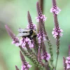 Lándzsalevelű Verbéna › Verbena hastata › Pink Spires