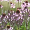 Lándzsalevelű Verbéna › Verbena hastata › Pink Spires