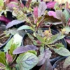 Lantlevelű zsálya › Salvia Lyrata › Purple Volcano - Image 2