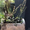Lantlevelű zsálya › Salvia Lyrata › Purple Volcano - Image 3