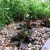 Lantlevelű zsálya › Salvia Lyrata › Purple Volcano - Image 5