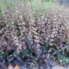 Lantlevelű zsálya › Salvia Lyrata › Purple Volcano - Image 6