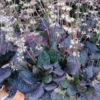 Lantlevelű zsálya › Salvia Lyrata › Purple Volcano
