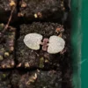 Lantlevelű zsálya › Salvia Lyrata › Purple Volcano palánta a Napfényesen 2025