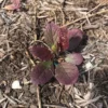 Lantlevelű zsálya › Salvia Lyrata › Palánta