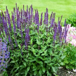 Ligeti zsálya › Salvia Nemorosa › Violet Queen