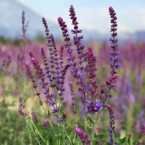 Ligeti zsálya › Salvia Nemorosa › Violet Queen