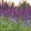 Ligeti zsálya › Salvia Nemorosa › Violet Queen - Image 2