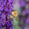 Ligeti zsálya › Salvia Nemorosa › Violet Queen - Image 5