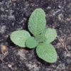 Ligeti zsálya › Salvia Nemorosa palánta