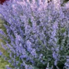 Macskamenta › Nepeta x faassenii