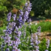 Macskamenta › Nepeta x faassenii - Image 4