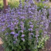 Macskamenta › Nepeta x faassenii virágmag