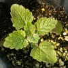 Macskamenta › Nepeta x faassenii palánta
