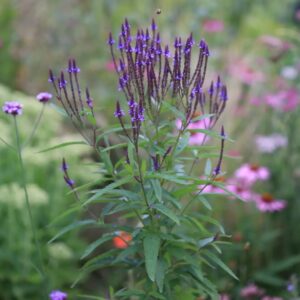 Lándzsalevelű Verbéna › Verbena hastata › Blue Spires