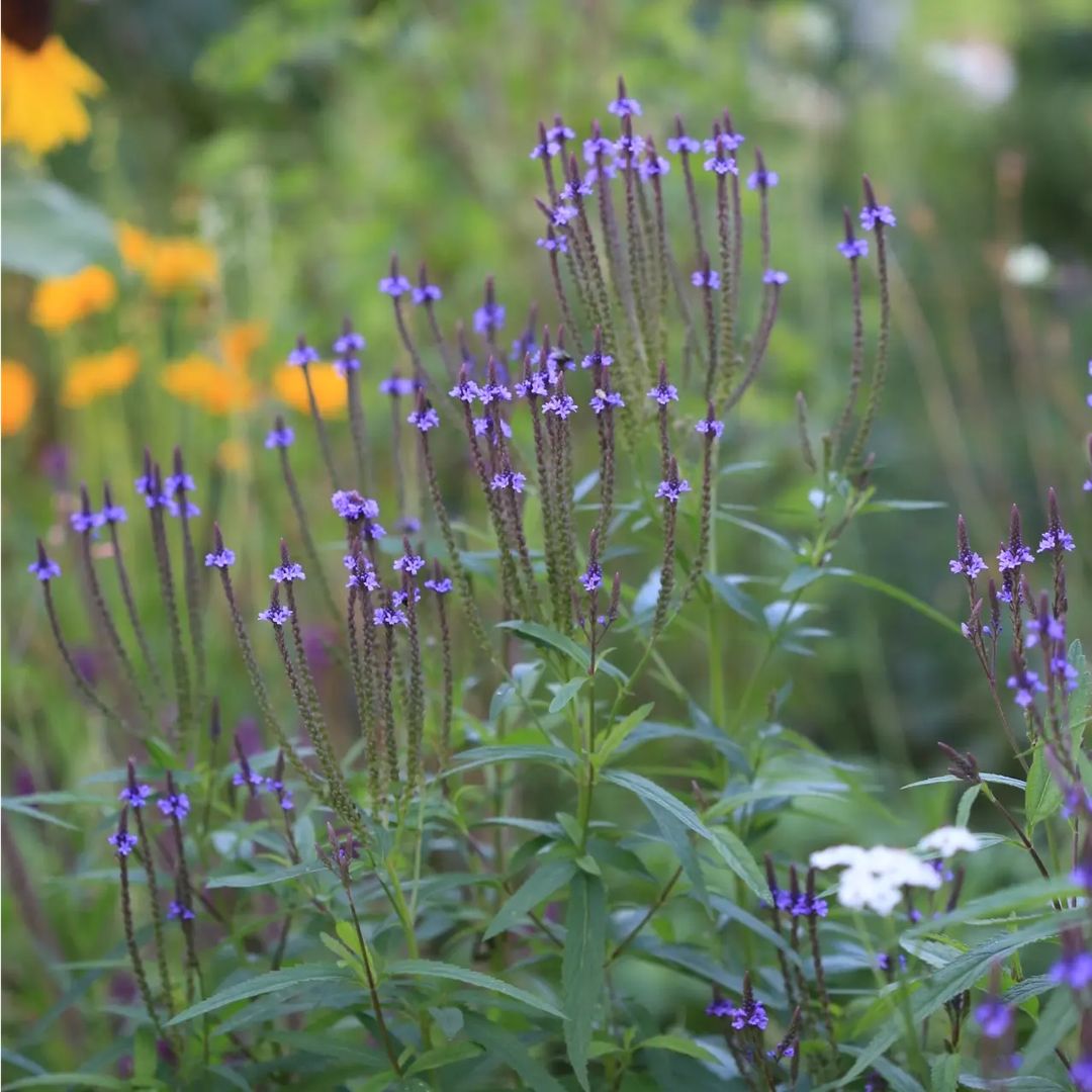 Lándzsalevelű Verbéna › Verbena hastata › Blue Spires