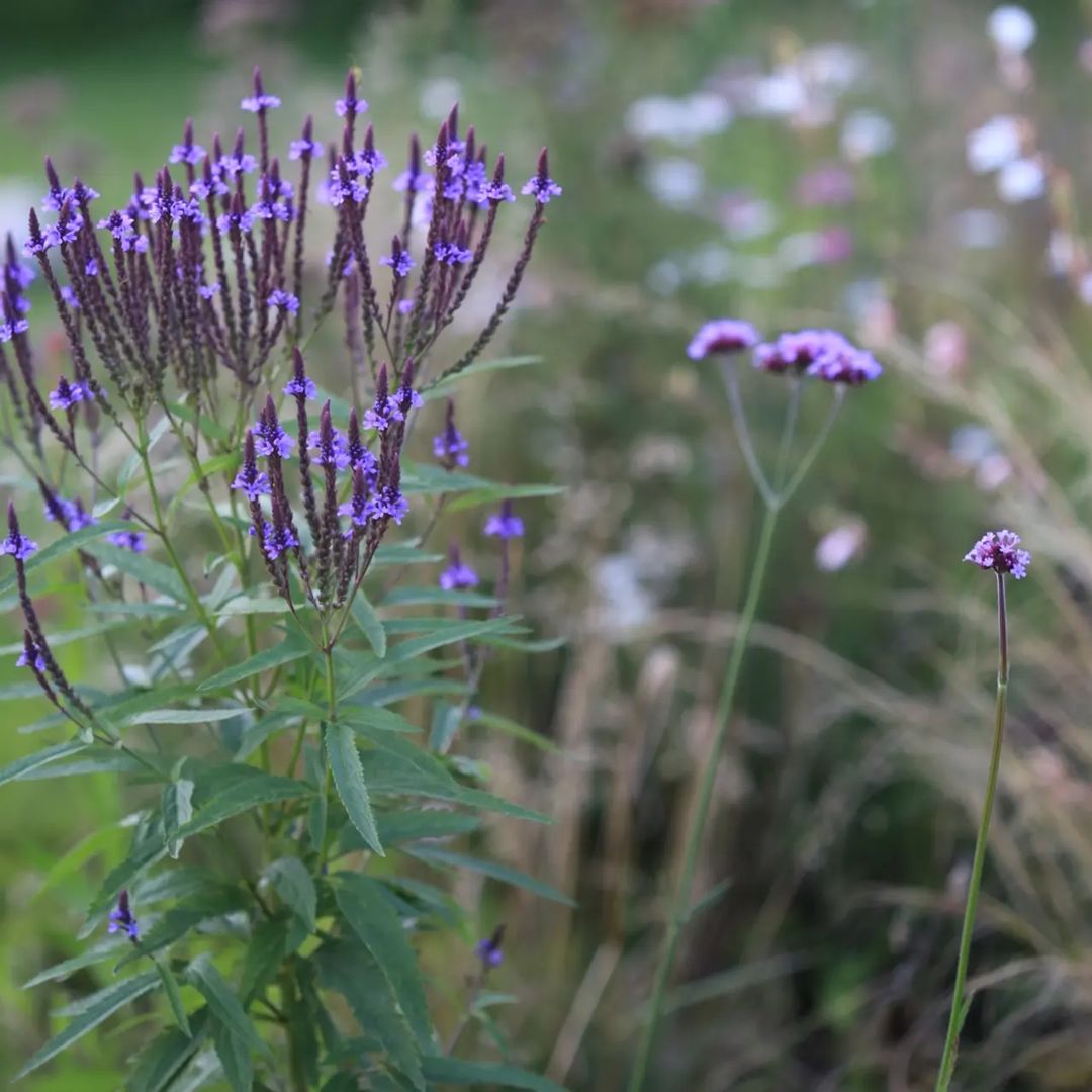 Lándzsalevelű Verbéna › Verbena hastata › Blue Spires