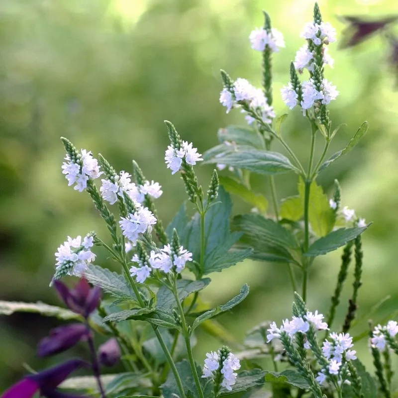 Lándzsalevelű Verbéna › Verbena hastata › White Spires