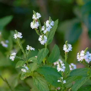 Lándzsalevelű Verbéna › Verbena hastata › White Spires