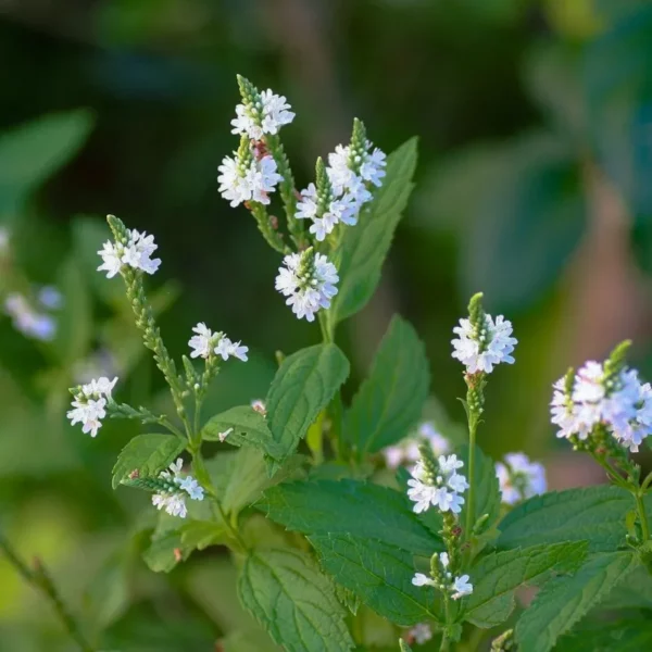 Lándzsalevelű Verbéna › Verbena hastata › White Spires