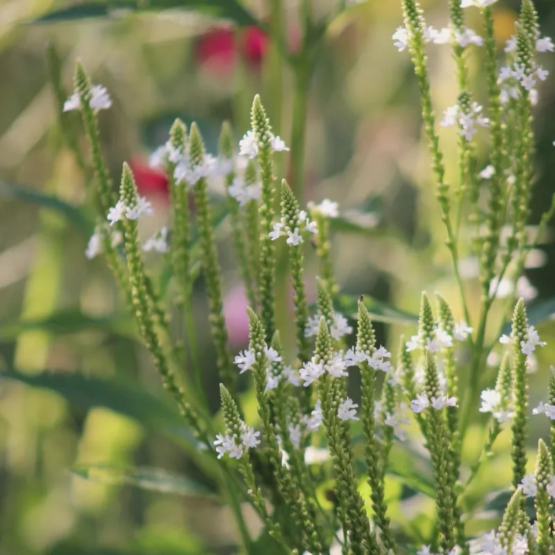Lándzsalevelű Verbéna › Verbena hastata › White Spires