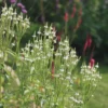 Lándzsalevelű Verbéna › Verbena hastata › White Spires