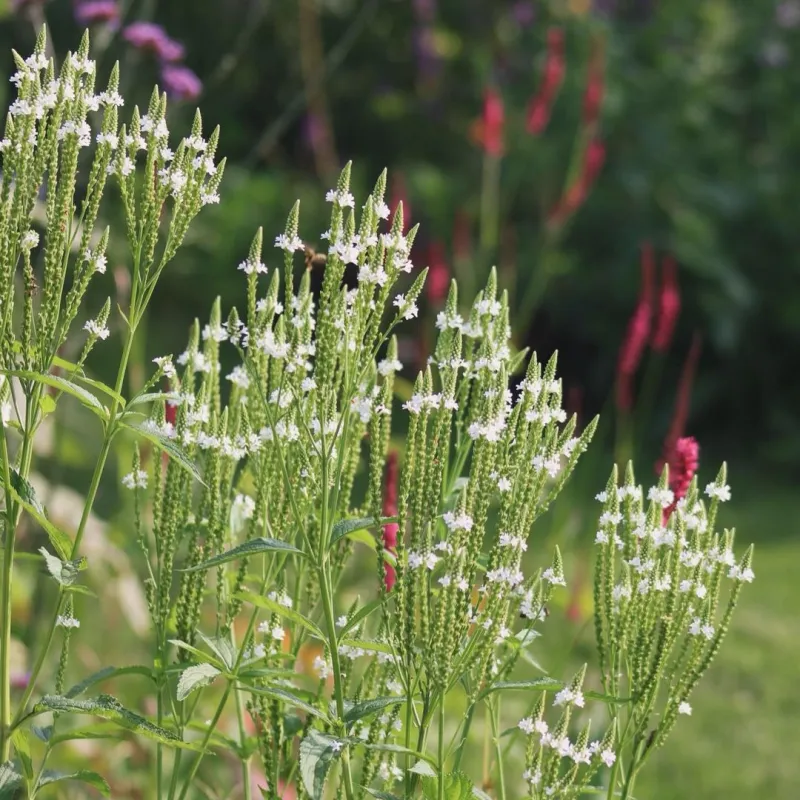 Lándzsalevelű Verbéna › Verbena hastata › White Spires