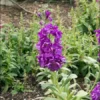 Nyári Viola › Matthiola Incana › Katz Blue