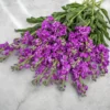 Nyári Viola › Matthiola Incana › Katz Blue - Image 2