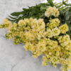 Nyári Viola › Matthiola Incana › Katz Yellow - Image 3