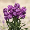 Nyári Viola › Matthiola Incana › Katz Blue