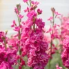 Nyári Viola › Matthiola Incana › Katz Bright Rose